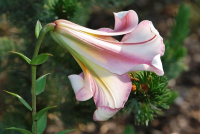 Lilium regale 'Beijing Moon'-lilie královská'Beijing Moon' (2)